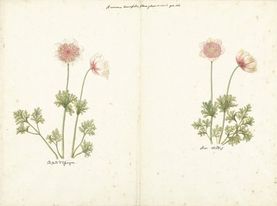 Due studi di anemoni da C. Baak