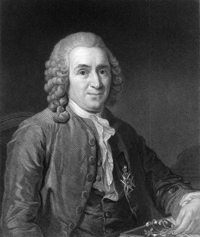 Carolus Linnaeus, naturalista svedese del XVIII secolo, 1836 da C. E. Wagstaff