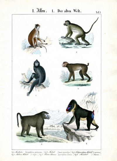 Altre specie di scimmie del Vecchio Mondo da C. Roth