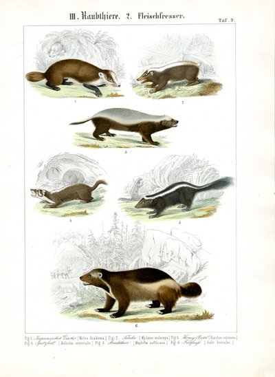 Carnivori mustelidi da C. Roth