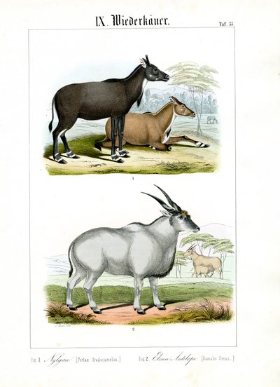 Antilope Nilgai e Eland da C. Roth