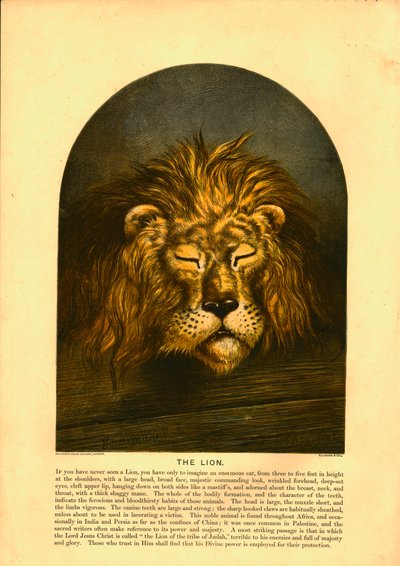 Il leone da C Sheeres