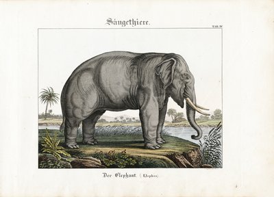  da C. Steglich
