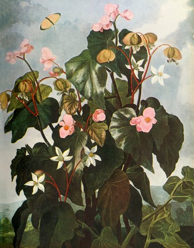 Begonia a foglie oblique da Caldwell