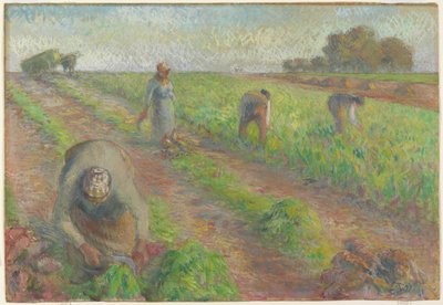 La raccolta delle barbabietole, 1881 da Camille Jacob Pissarro