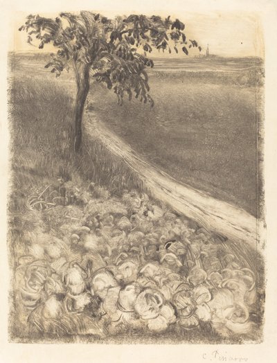 Strada vicino a un campo di cavoli da Camille Pissarro