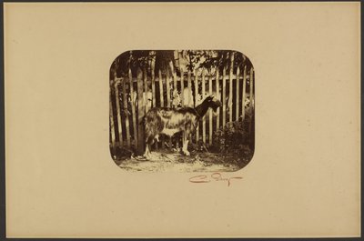 [Capra] da Camille Silvy