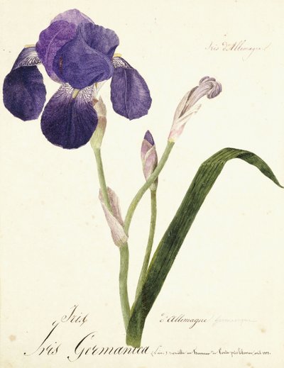 Iris germanica, c. 1815-1851 da Capitaine Pelletier