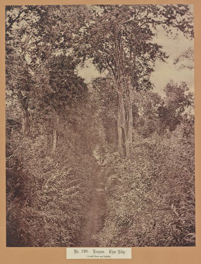 N. 120. Rangoon. Vicolo della Tigre da Capt. Linnaeus Tripe
