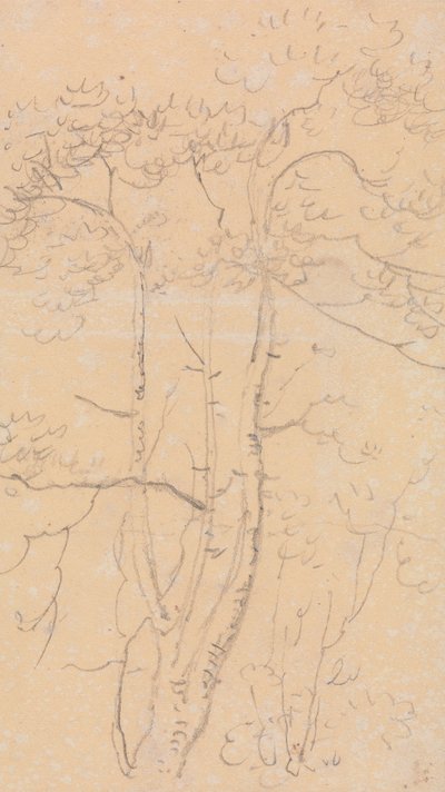 Schizzo di alberi, Shorwell, Isola di Wight da Capt. Thomas Hastings