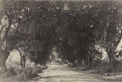 Viale degli alberi di Banian, Seringham, India da Captain Linnaeus Tripe