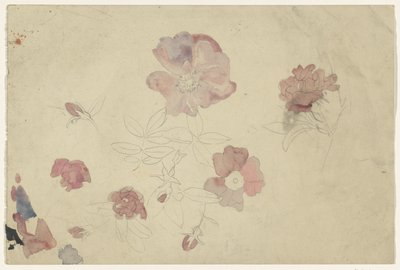 Studi di fiori in viola e rosa da Carel Adolph Lion Cachet