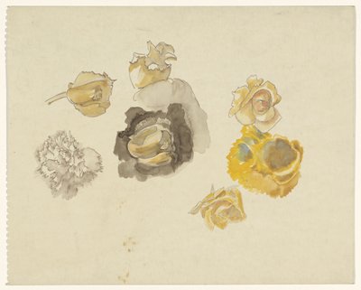 Studi di fiori gialli da Carel Adolph Lion Cachet