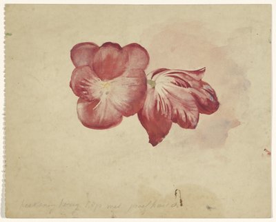 Due tulipani rossi da Carel Adolph Lion Cachet