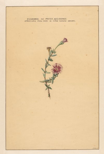 Ficoides seu Ficus aizoides da Carel Borchaert Voet