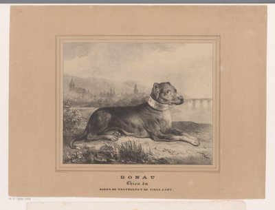 Cane Donau da Carel Christiaan Antony Last