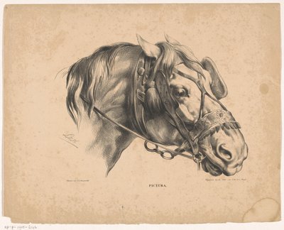 Testa di cavallo con briglia (Pictura) da Carel Christiaan Antony Last