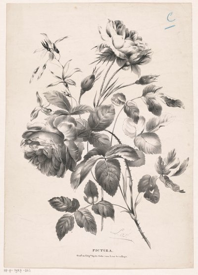 Due rose (Pictura) da Carel Christiaan Antony Last