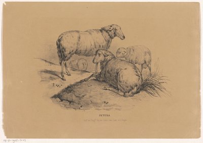 Quattro pecore da Carel Christiaan Antony Last