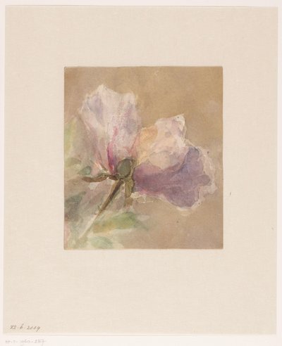 Rosa appassita da Carel Nicolaas Storm van 