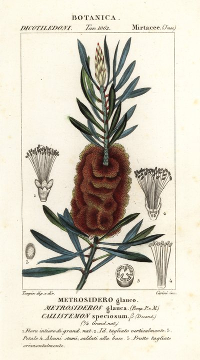 Callistemon di Albany, Callistemon speciosus da Carini Carini