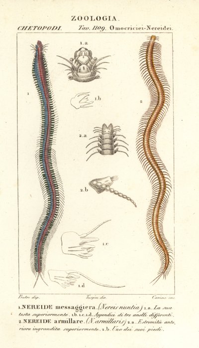 Nereide a denti di barra, Perinereis nuntia 1 e nereide, Syllis armillaris 2 da Carini Carini