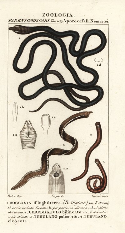 Vermi a nastro, Lineus longissimus, Borlasia angliae, verme proboscide, Cerebratulus bilineatus, Tubulanus polimorphus, Tubulanus elegans da Carini Carini