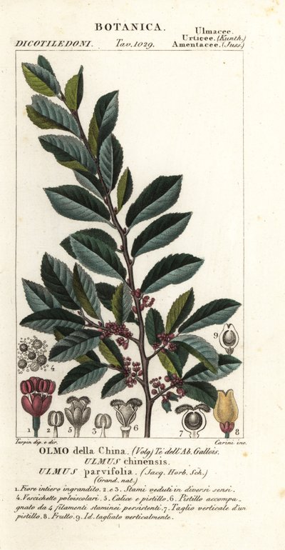 Olmo cinese, Ulmus parvifolia, Ulmus chinensis, Olmo della Cina da Carini Carini