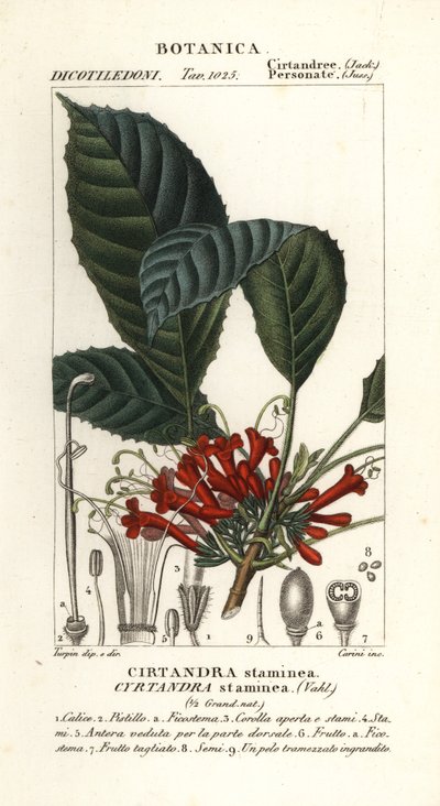 Cyrtandra staminea da Carini Carini