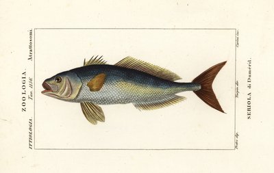Ricciola maggiore, Seriola dumerili, Seriola di Dumeril da Carini Carini