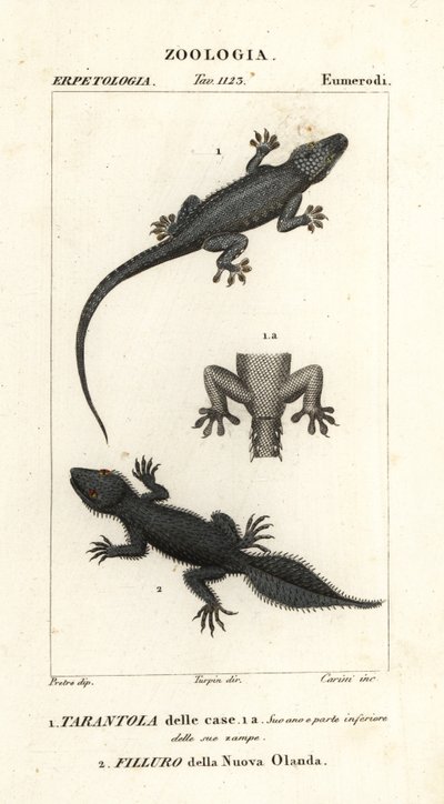 Geco domestico, Hemidactylus frenatus 1, e geco a coda larga, Phyllurus platurus 2 da Carini Carini