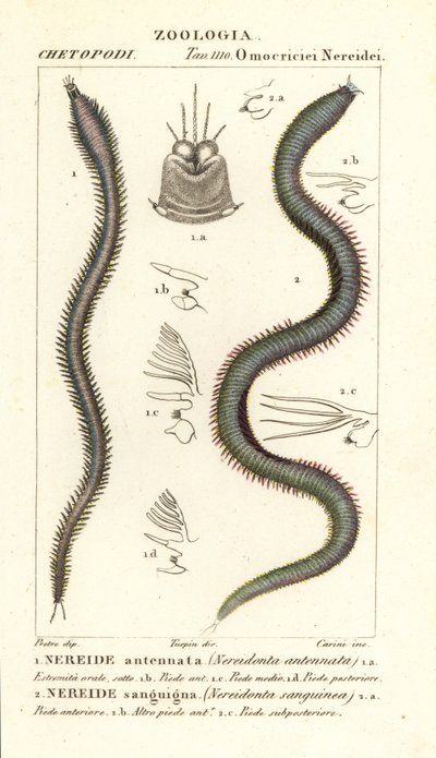 Leodice antennata, Nereidonta antennata 1, e Eunice sanguinea, Nereidonta sanguinea 2 da Carini Carini