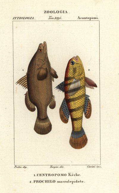 Persico del Nilo, Lates niloticus, e pesce dormiente o ghiozzo, Ophiocara macrolepidota da Carini Carini
