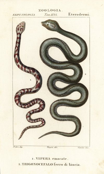 Cobra sputatore dal collo ad anello, Hemachatus haemachatus, e serpente lancia di Martinica, Bothrops lanceolatus da Carini Carini