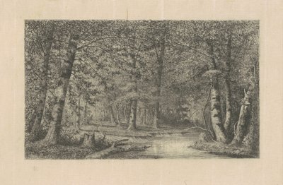 Foresta di Faggi da Carl C. Brenner