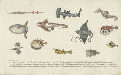 Dodici specie di pesci diverse da Carl Cristiaan Fuchs
