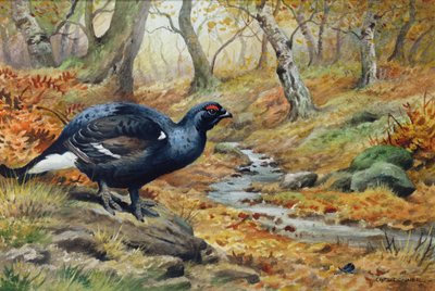 Gallo cedrone vicino a un ruscello da Carl Donner