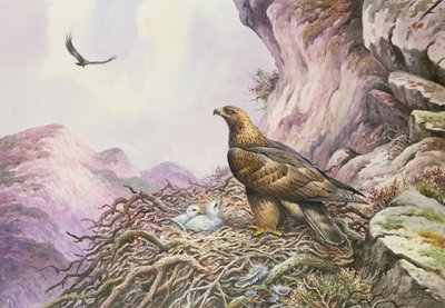 Aquilotti nel loro nido da Carl Donner
