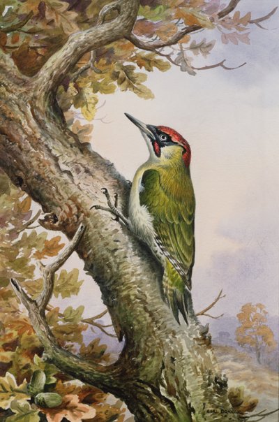Picchio verde da Carl Donner