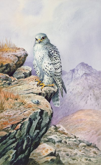 Falco gyr da Carl Donner