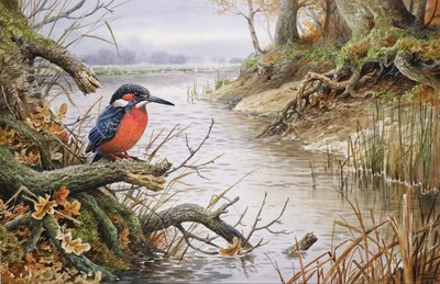Martin pescatore da Carl Donner
