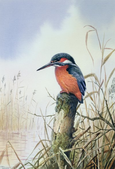 Martin pescatore da Carl Donner