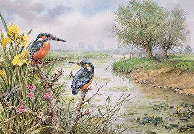 Martin pescatori sulla riva del fiume da Carl Donner