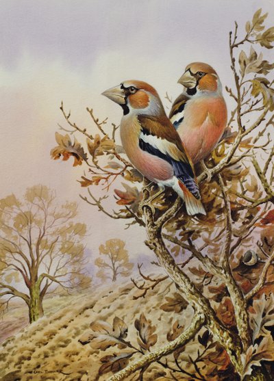 Coppia di fringuelli da Carl Donner