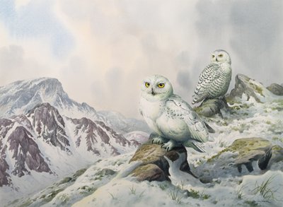 Coppia di gufi delle nevi nelle montagne innevate, Australia da Carl Donner