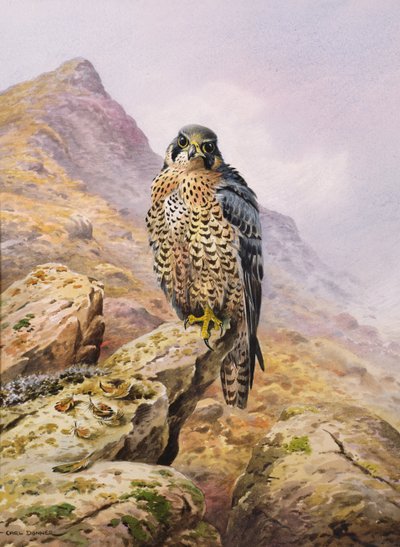 Falco pellegrino da Carl Donner