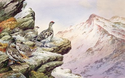 Pernici bianche sulle cime alte da Carl Donner