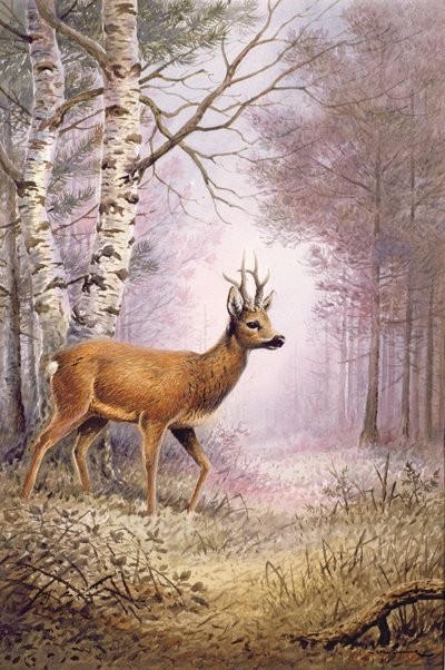 Capriolo da Carl Donner