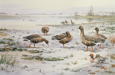 Oche dal petto bianco da Carl Donner
