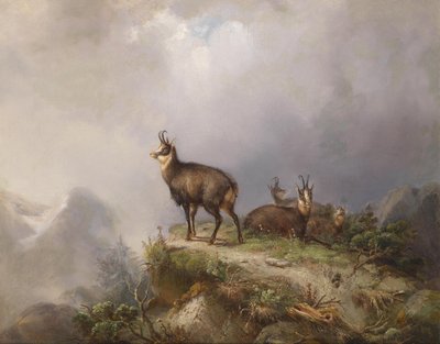 Carl Ockert Camoscio da Carl Friedrich Ockert